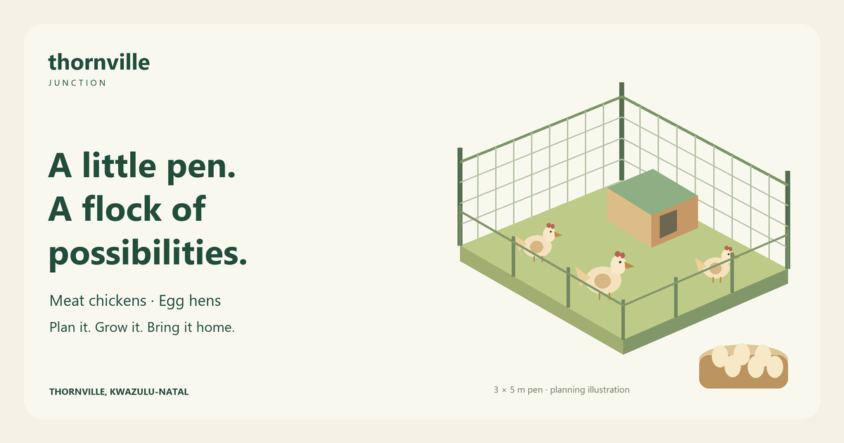 Illustrated chicken pen with hens and eggs; a planning illustration rather than a site photograph
