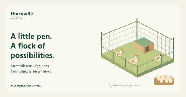 Illustration of a chicken pen, hens and eggs